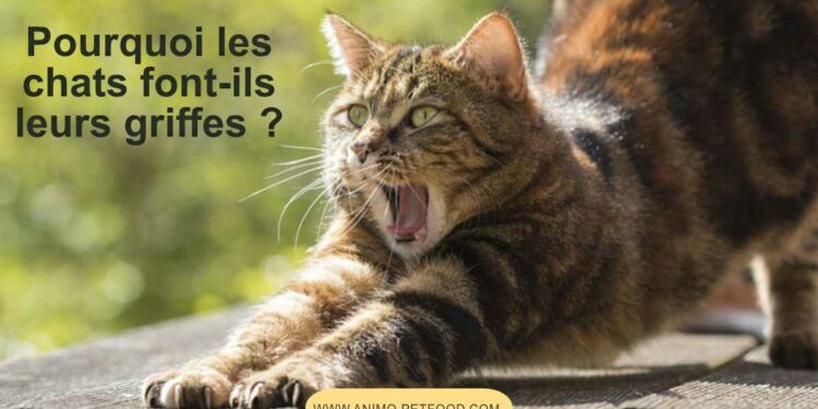 Quelle race de chat ne fait pas ses griffes ?