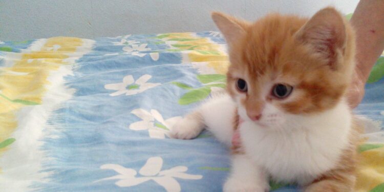 Quelle race de chat ne grandit pas ?