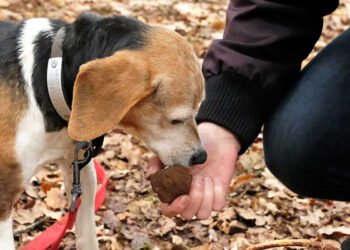 Quelle race de chien ne fugue pas ?