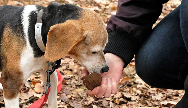 Quelle race de chien ne fugue pas ?