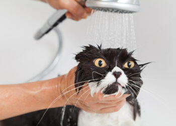 Quelle race de chien ne sait pas nager ?