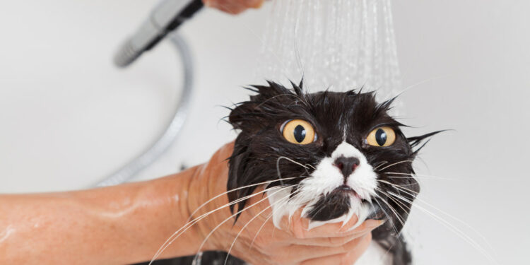 Quelle race de chien ne sait pas nager ?