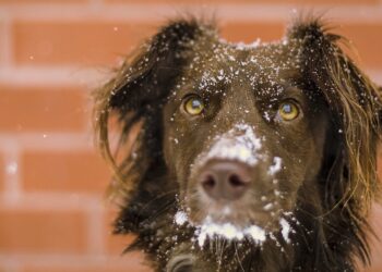 Quelle race de chien peut dormir dehors ?