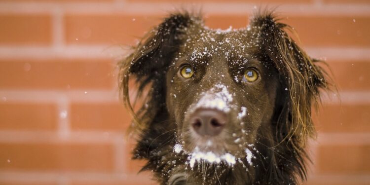Quelle race de chien peut dormir dehors ?