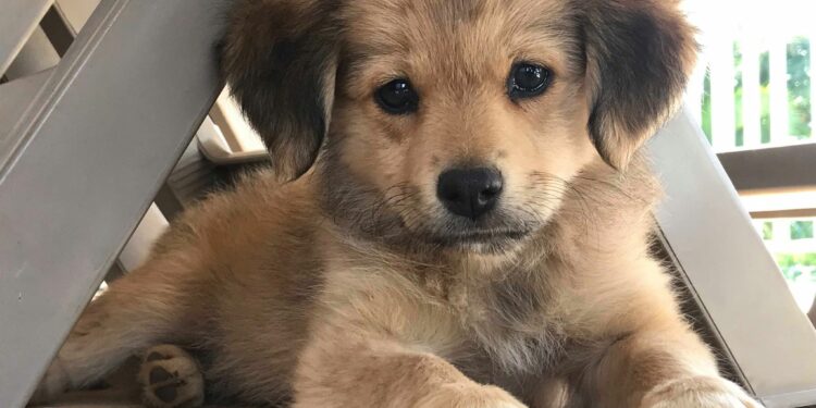 Quelle race de chien peut rester seul à la maison ?