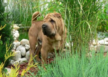Quelle race de chien peut rester seul la journée ?