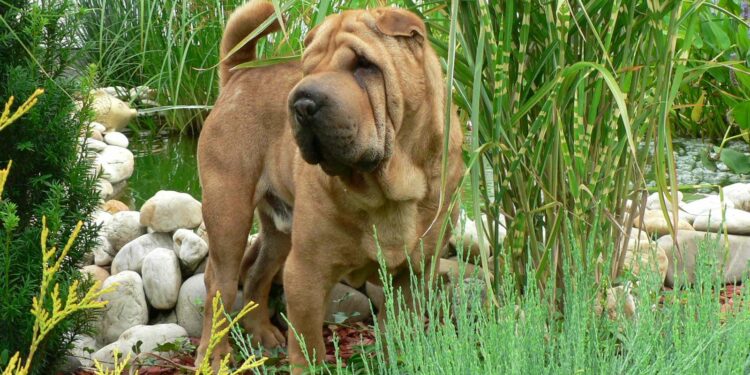 Quelle race de chien peut rester seul la journée ?
