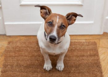 Quelle race de chien quand on travaille ?