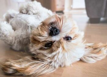 Quelle race de chien quand on travaille ?