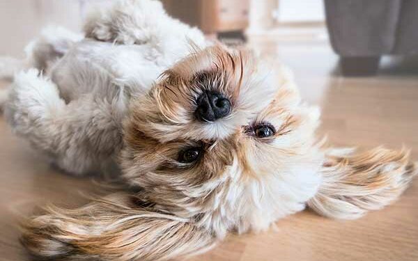 Quelle race de chien quand on travaille ?