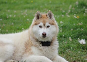 Quelle race de chien quand on travaille toute la journée ?