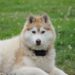 Quelle race de chien quand on travaille toute la journée ?