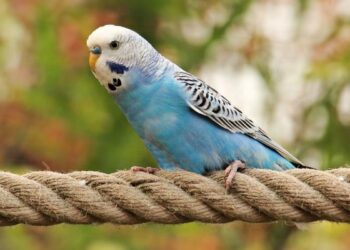 Quelle race de perruche parle ?