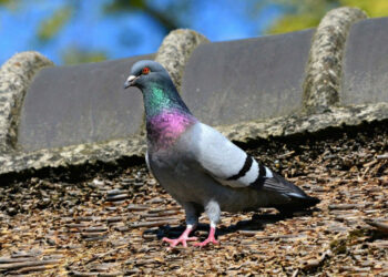 Quelle race de pigeon pour manger ?