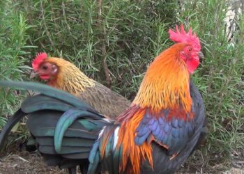 Quelle race de poule ne vole pas ?