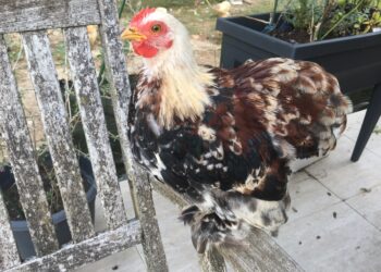 Quelle race de poule pond des œufs bleus ?