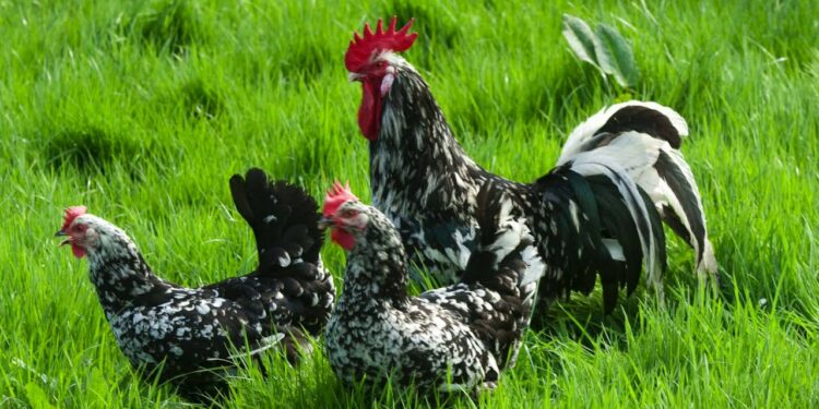 Quelle race de poule pond des œufs bleus ?