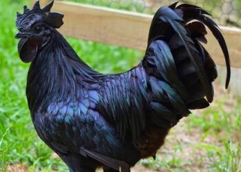 Quelle race de poule pond des œufs bleus ?