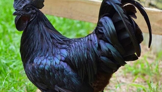 Quelle race de poule pond des œufs bleus ?