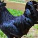 Quelle race de poule pond des œufs bleus ?
