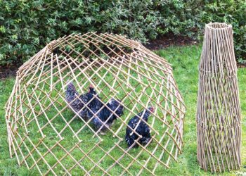 Quelle race de poule pond le plus ?