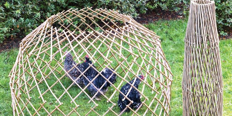 Quelle race de poule pond le plus ?