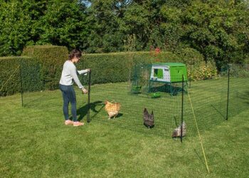 Quelle race de poule pond le plus ?