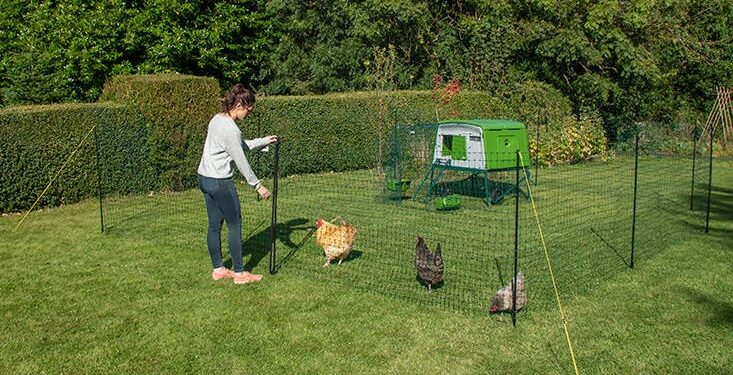 Quelle race de poule pond le plus ?