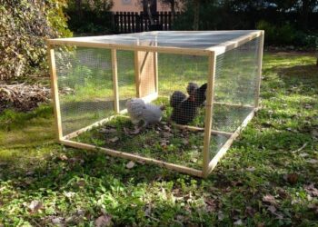 Quelle race de poule pond le plus ?