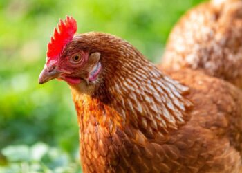 Quelle race de poule pond toute l'année ?