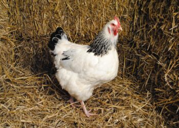 Quelle race de poule pond toute l'année ?