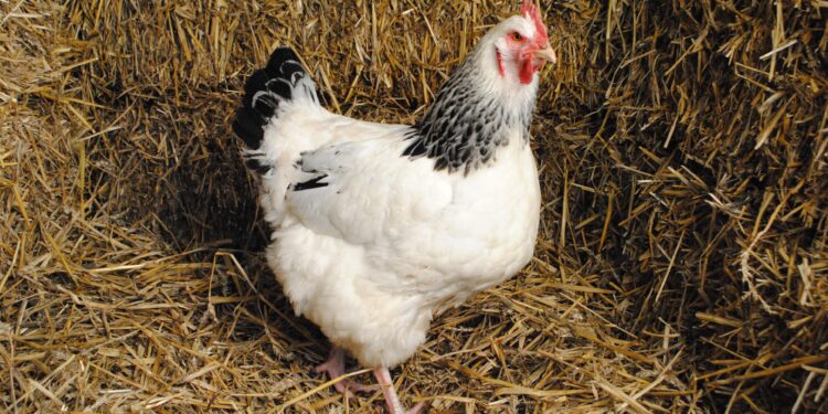 Quelle race de poule pond toute l'année ?