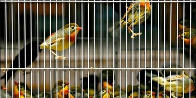 Quelle race d'oiseau à mélanger ?