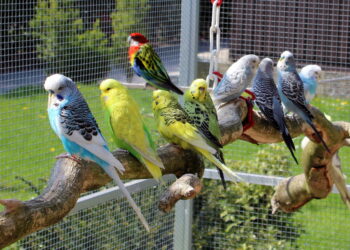 Quelle race d'oiseau à mélanger ?