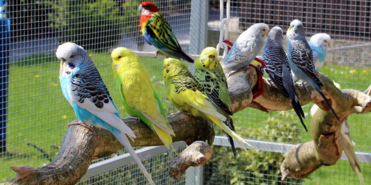 Quelle race d'oiseau à mélanger ?