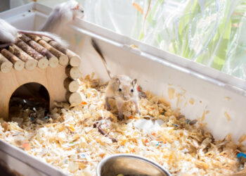 Quelle roue pour gerbille ?