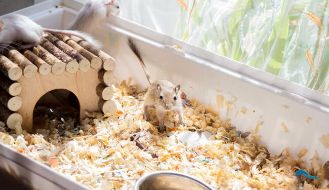 Quelle roue pour gerbille ?