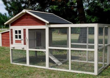 Quelle saison pour acheter des poules pondeuses ?