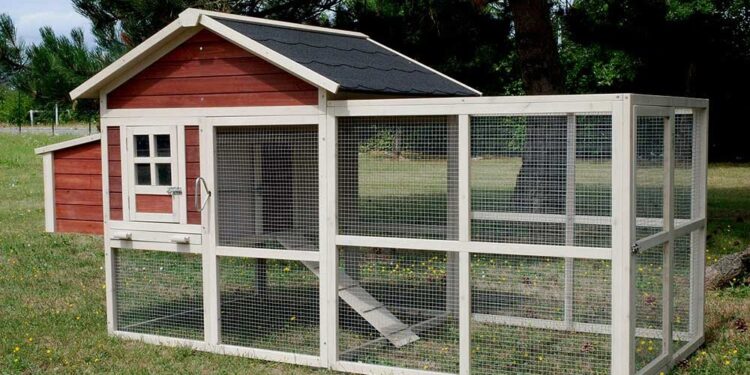 Quelle saison pour acheter des poules pondeuses ?