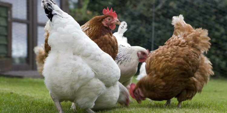 Quelle saison pour acheter des poules pondeuses ?