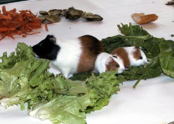 Quelle salade donner à un cochon d'Inde ?