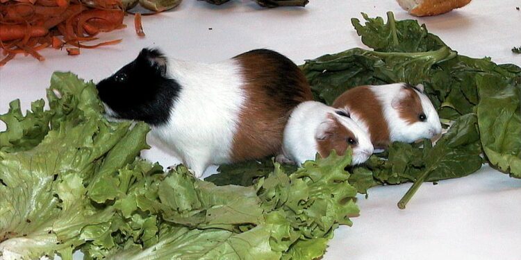 Quelle salade donner à un cochon d'Inde ?