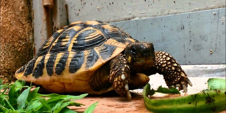 Quelle salade interdite aux tortues ?