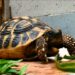 Quelle salade interdite aux tortues ?