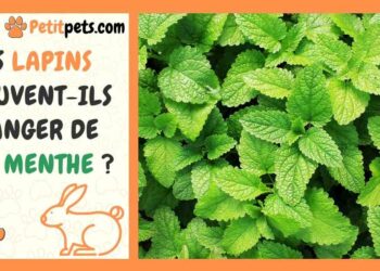 Quelle salade ne pas donner au lapin ?