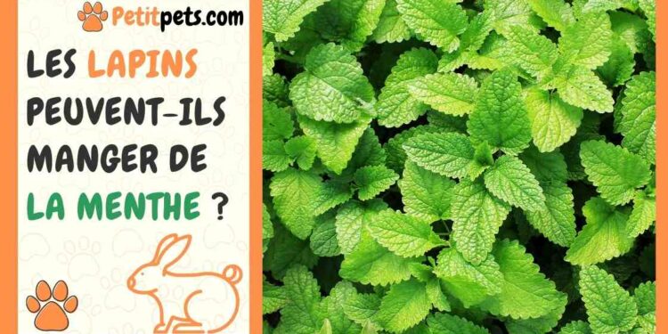 Quelle salade ne pas donner au lapin ?