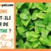 Quelle salade ne pas donner au lapin ?