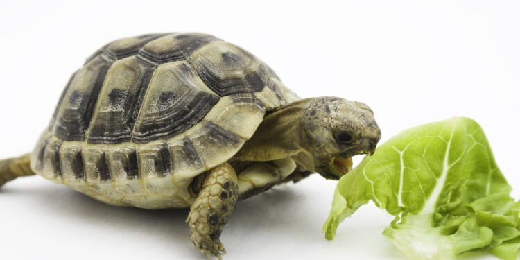 Quelle salade ne pas donner aux tortues ?