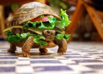 Quelle salade ne pas donner aux tortues ?