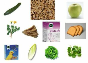 Quelle salade pour canari ?